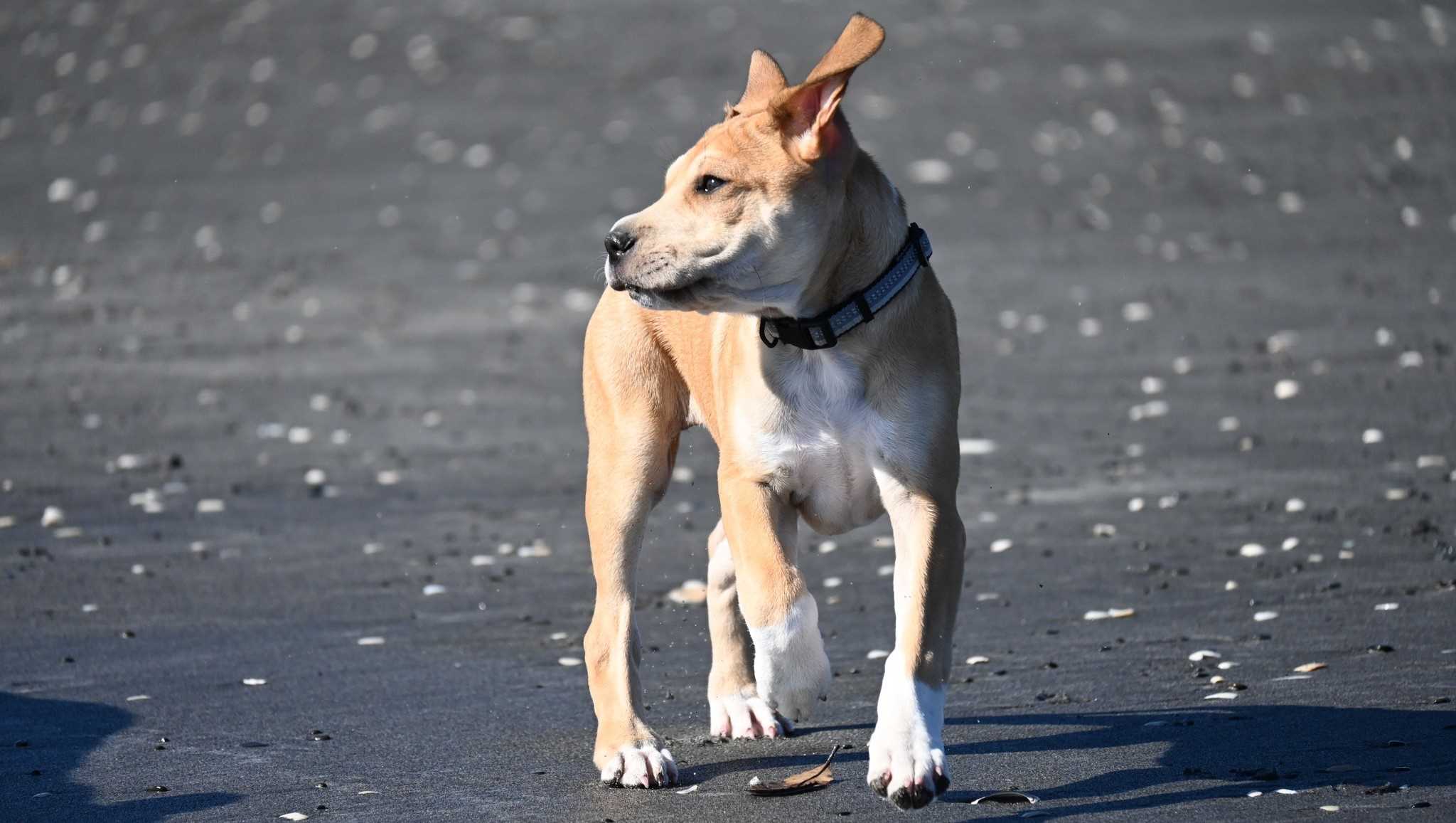Animal Hub | Te Poka Pū Hāpori | The Community Hub | Connect | Hono Mai